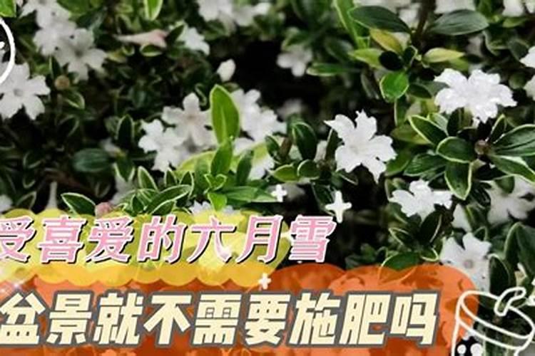 果树六月份追啥肥料好
