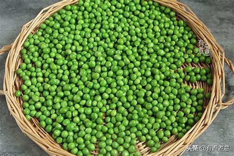 豌豆属于什么科的植物