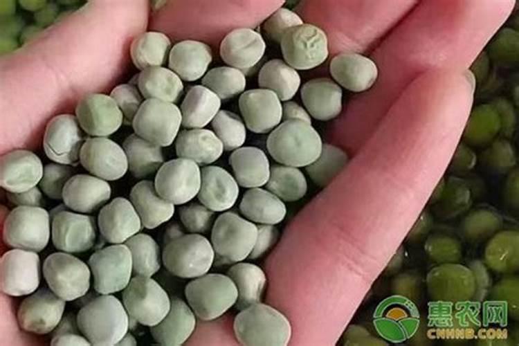 荷兰豆最忌讳的肥料