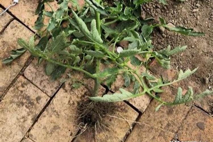 生根效果最好的肥料