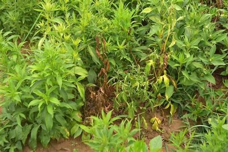赤芍种植用什么叶面肥比较好？