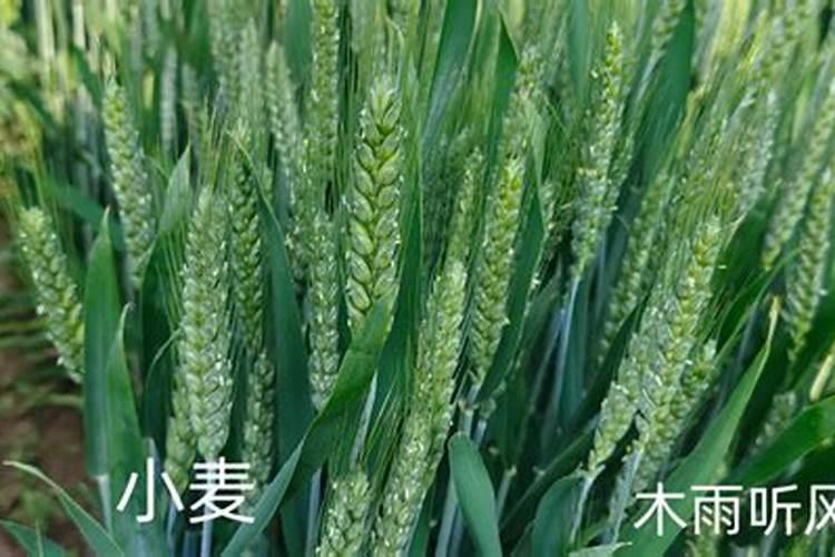 小麦叶面肥喷施要点 小麦怎么施肥