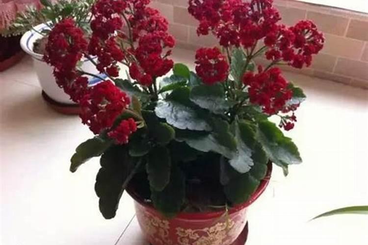 长寿花花谢了施什么肥更好
