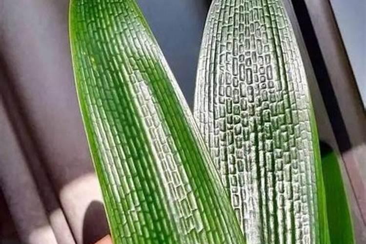 香蕉皮泡水可以浇君子兰吗