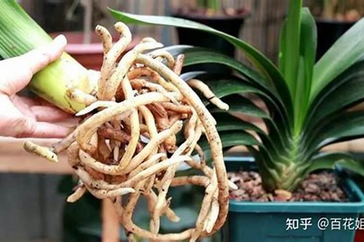 香蕉皮泡水可以浇什么花
