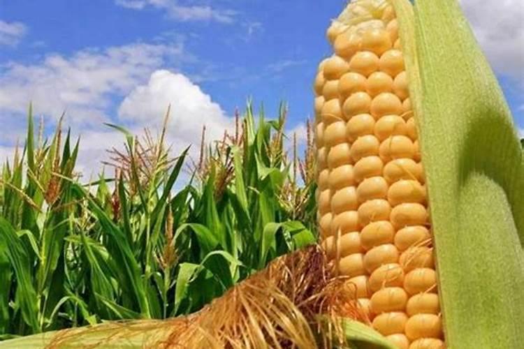 花草什么时候施肥最好 花草施肥时间