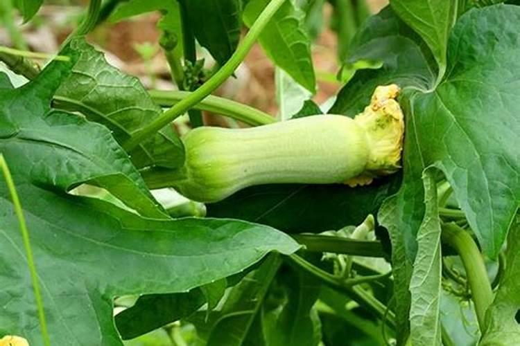 葡萄开花后施什么肥葡萄开花后怎么施肥
