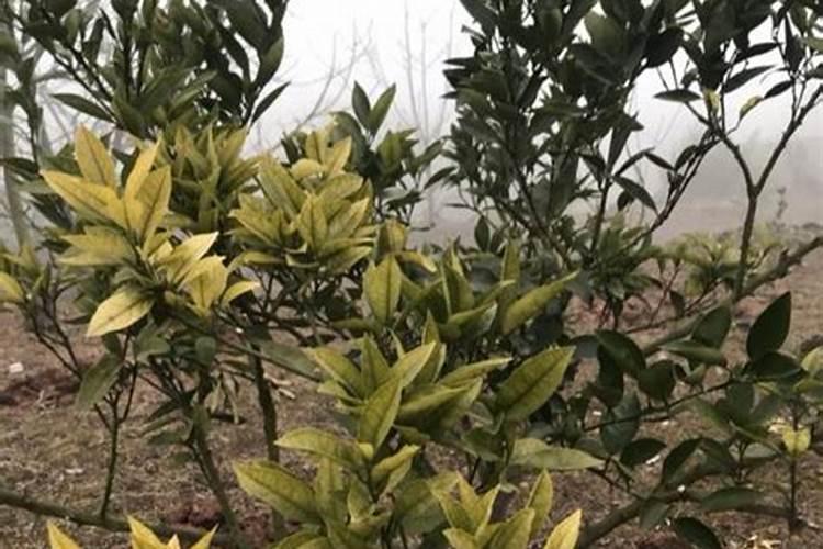 茶花用什么肥料好