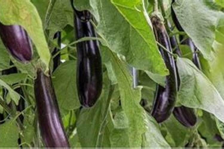 茄子的需肥规律是怎样的？施肥时需要注意哪些问题？