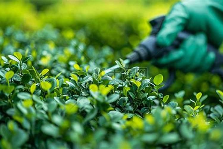 黄杨树盆栽怎样种植？