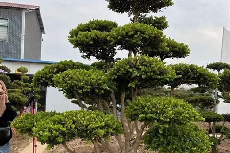 黄杨树怎么养