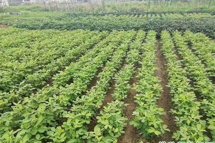 种植花生磷肥的正确方法