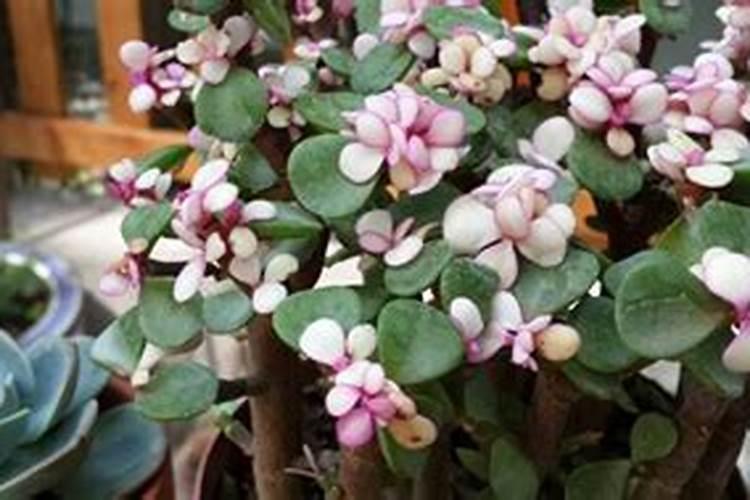 栀子花花期养护方法,开花期间如何浇水、施肥