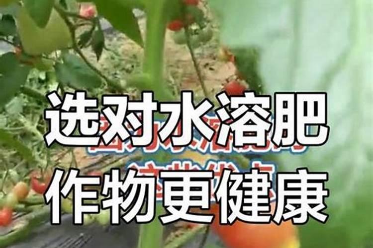 水溶肥的正确使用方法