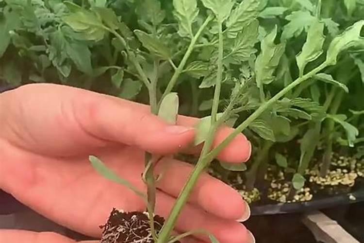 小番茄种植管理技术小番茄种植方法