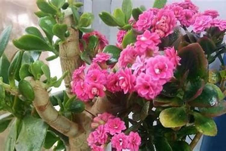 长寿花用什么肥料长得好
