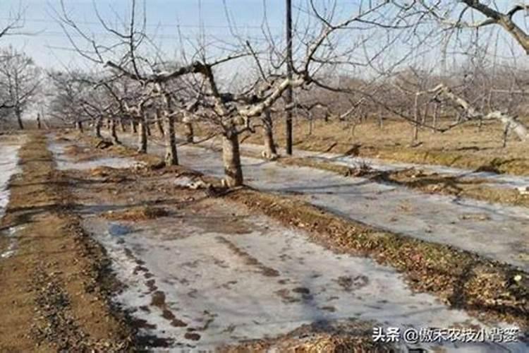 种植苹果树时该怎么掌握浇水频率？