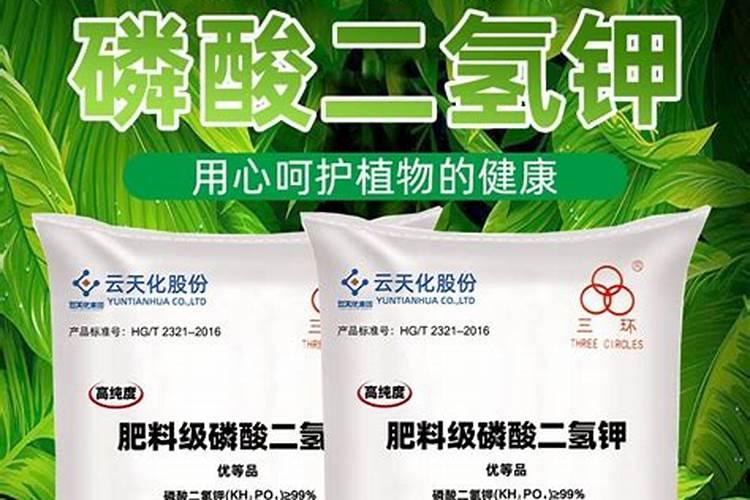 兰花施肥哪个时间段最适合