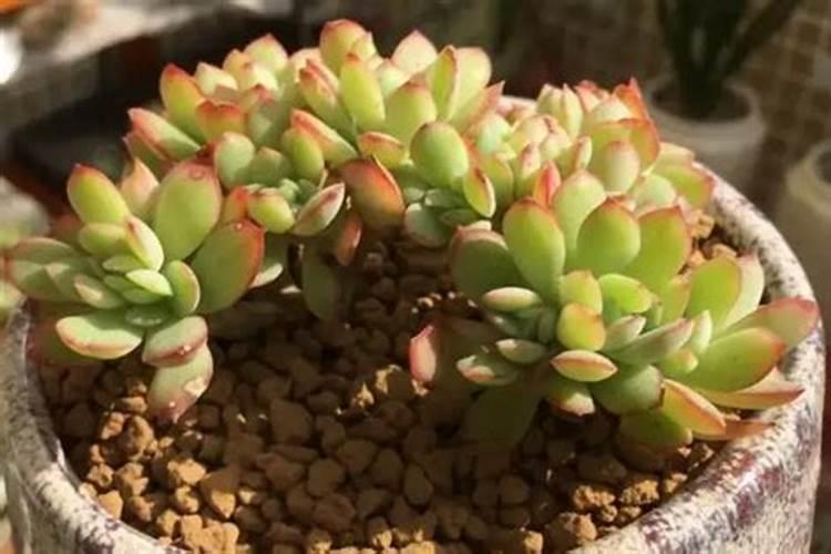 藜麦怎么种植