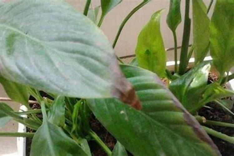 水溶肥怎么用效果才最好
