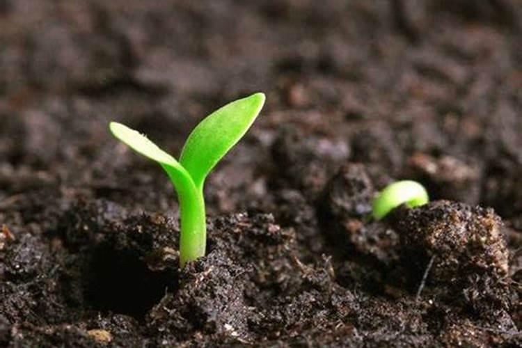 新疆双龙腐植酸有限公司提供哪些类型的腐植酸及其应用领域？