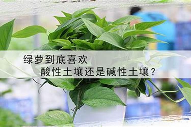什么植物不怕水