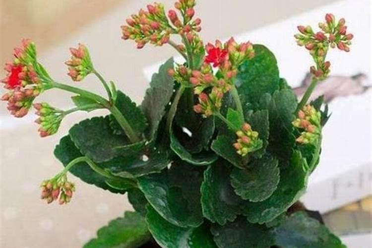 复合肥可以浇长寿花吗