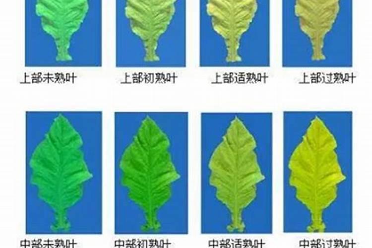 烟灰是花草树木的肥料吗