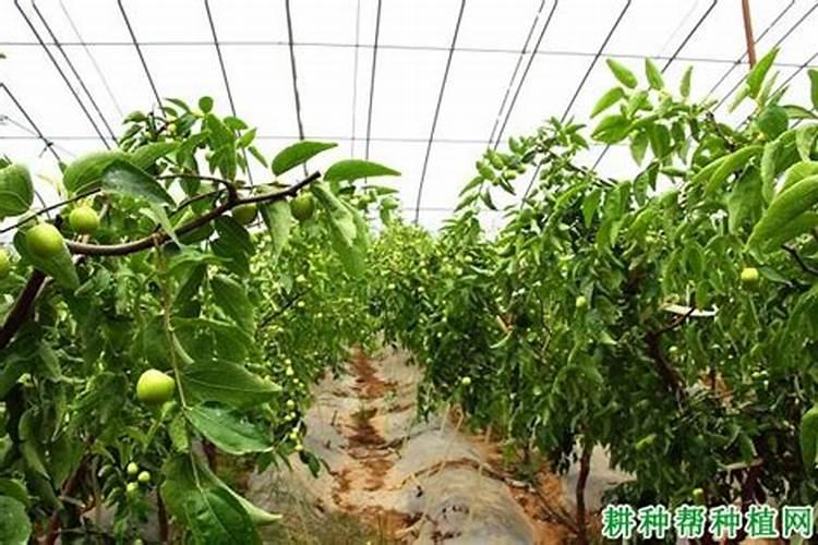 有机肥菌种生物有机肥国家标准