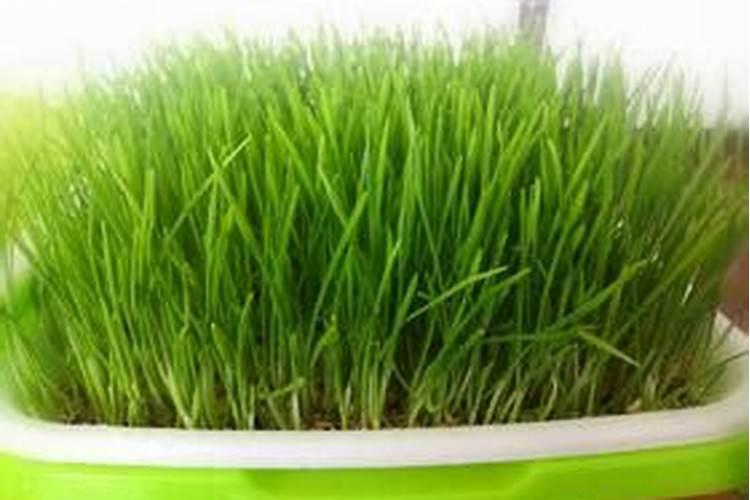膨果肥用什么肥最好