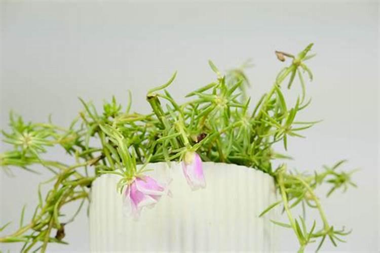 太阳花夏季如何施肥花开满枝头