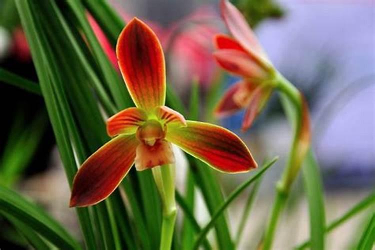 兰花开花期如何给施肥