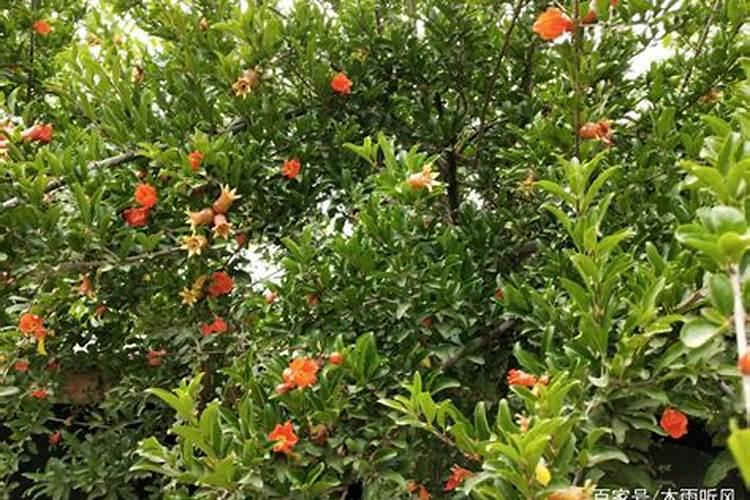 石榴花的四季养护方法 石榴花的四季养护技巧