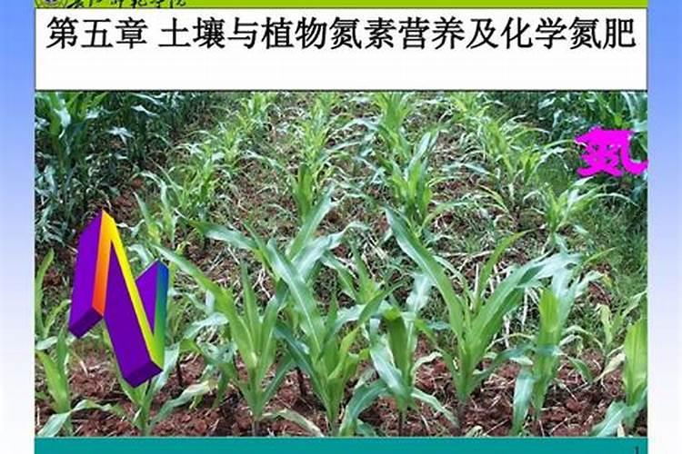 花椒叶可以吃吗 花椒叶可以吃吗有什么作用