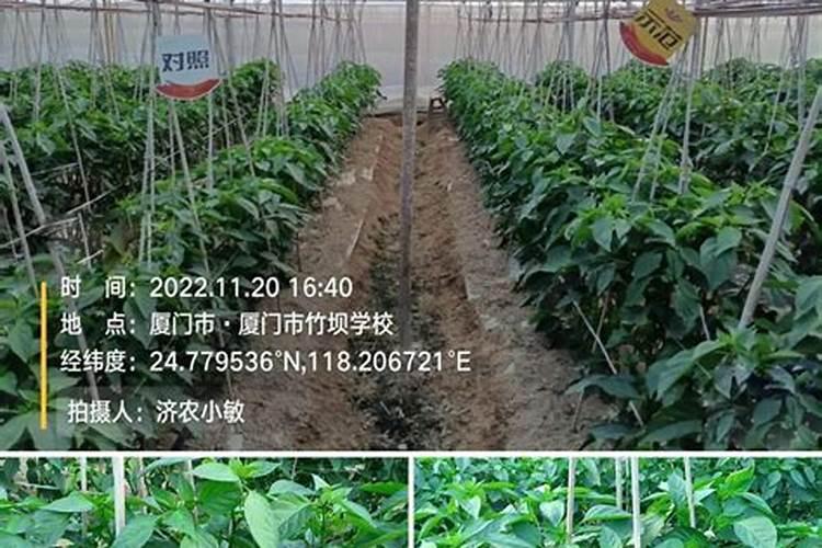 荷兰豆如何管理
