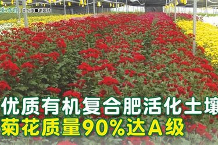 西芹种植时间和方法