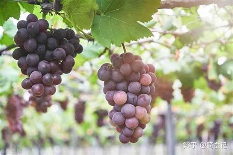 月季如何施肥 氮肥