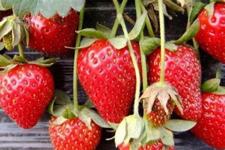 草莓花期施什么肥最好