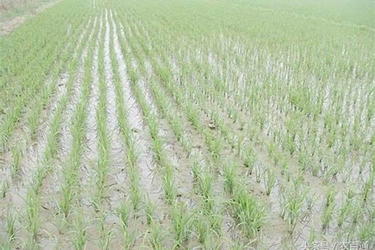 大量元素水溶肥执行什么标准