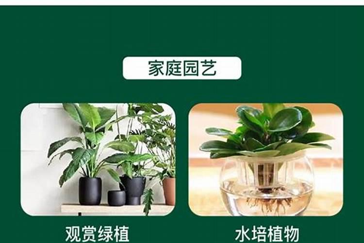 氮肥的吸收转化过程