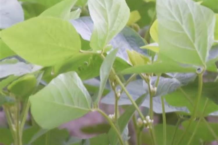 大豆开花期打什么叶面肥好 如何施肥可以增产