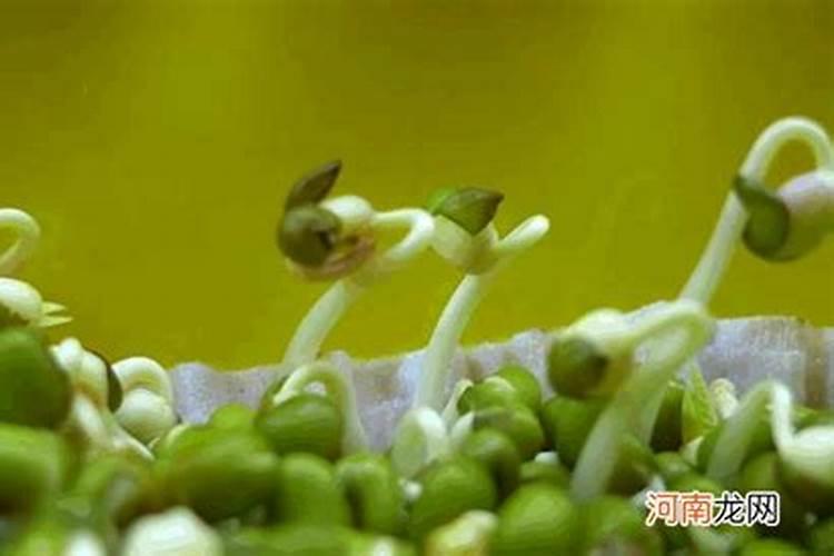 芸苔素对豆芽用量