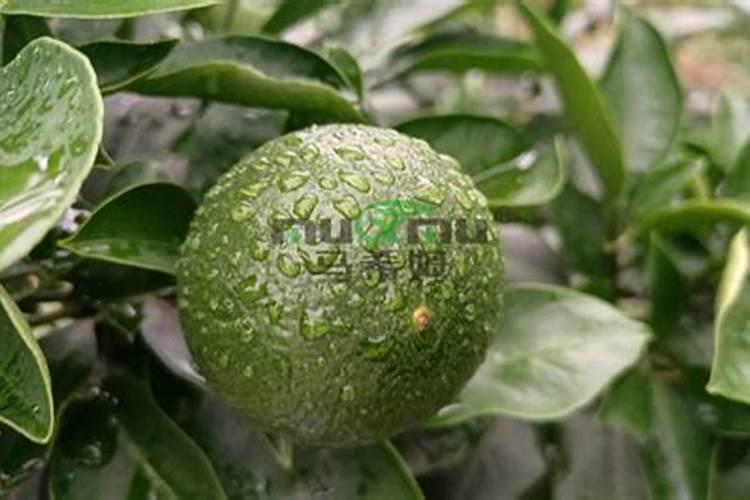 怎样給凤梨催花