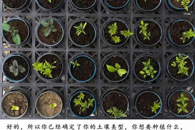 碱性土地用什么化肥