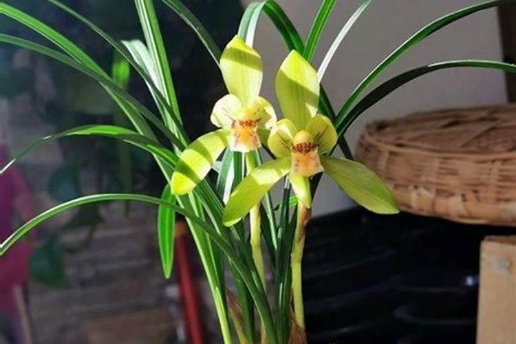 兰花如何施肥？