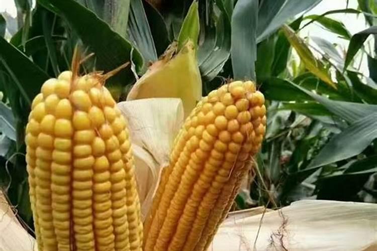 玉米苗弱喷什么叶面肥好