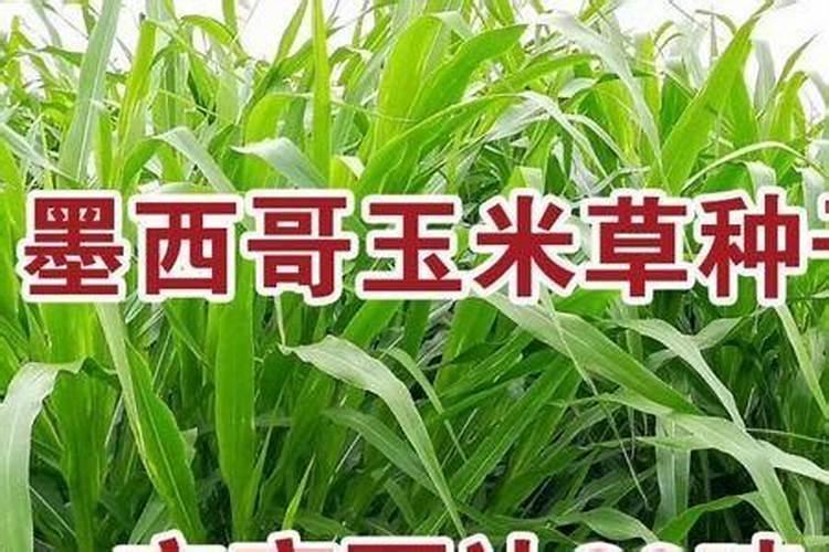 速溶硅酸钠的用途