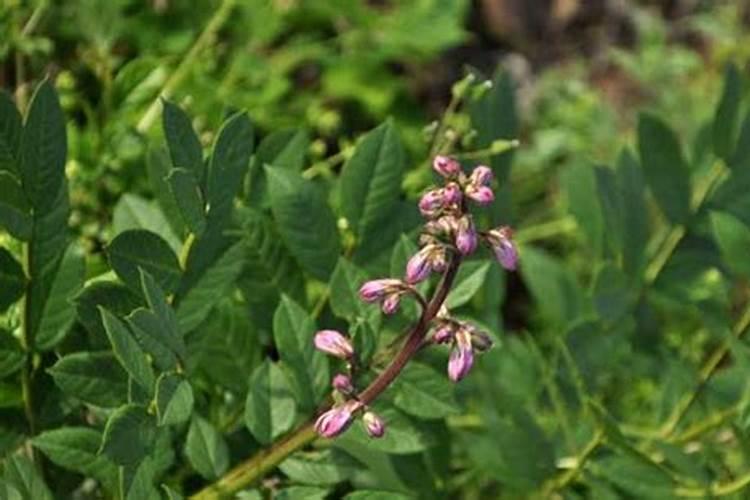 白鲜皮种植技术及亩收益 和野生的有何区别