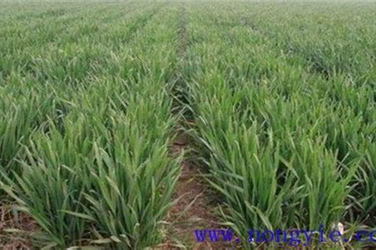 小麦追肥用什么肥料好 小麦追肥用什么类型的肥料好？