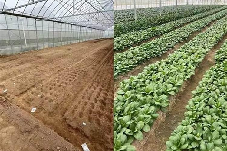 立秋后种啥蔬菜最香